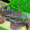 Leaffooted bug