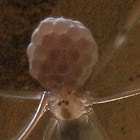 Daddy long-legs with eggs