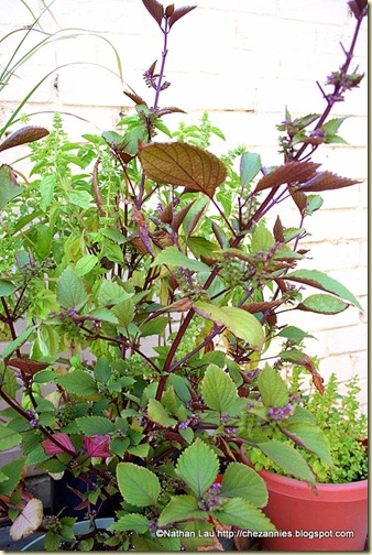 Potted Red Shiso plant