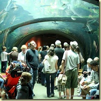 Underwater viewing tunnel in the Rainforest Dome at the California Academy of Sciences