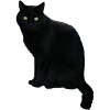 Black Cat Sticker