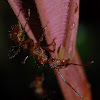 Ant (unknown species)