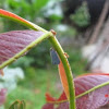 Gray planthopper