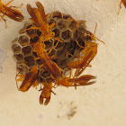 yellow paper wasp