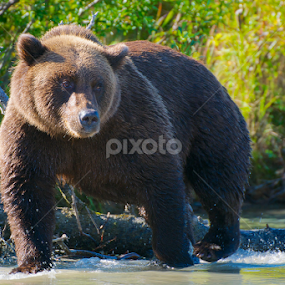 Big Boy on the Move by Ken Miracle - Animals Other Mammals