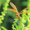 Amberwing dragonfly?