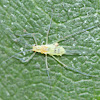 winged aphid