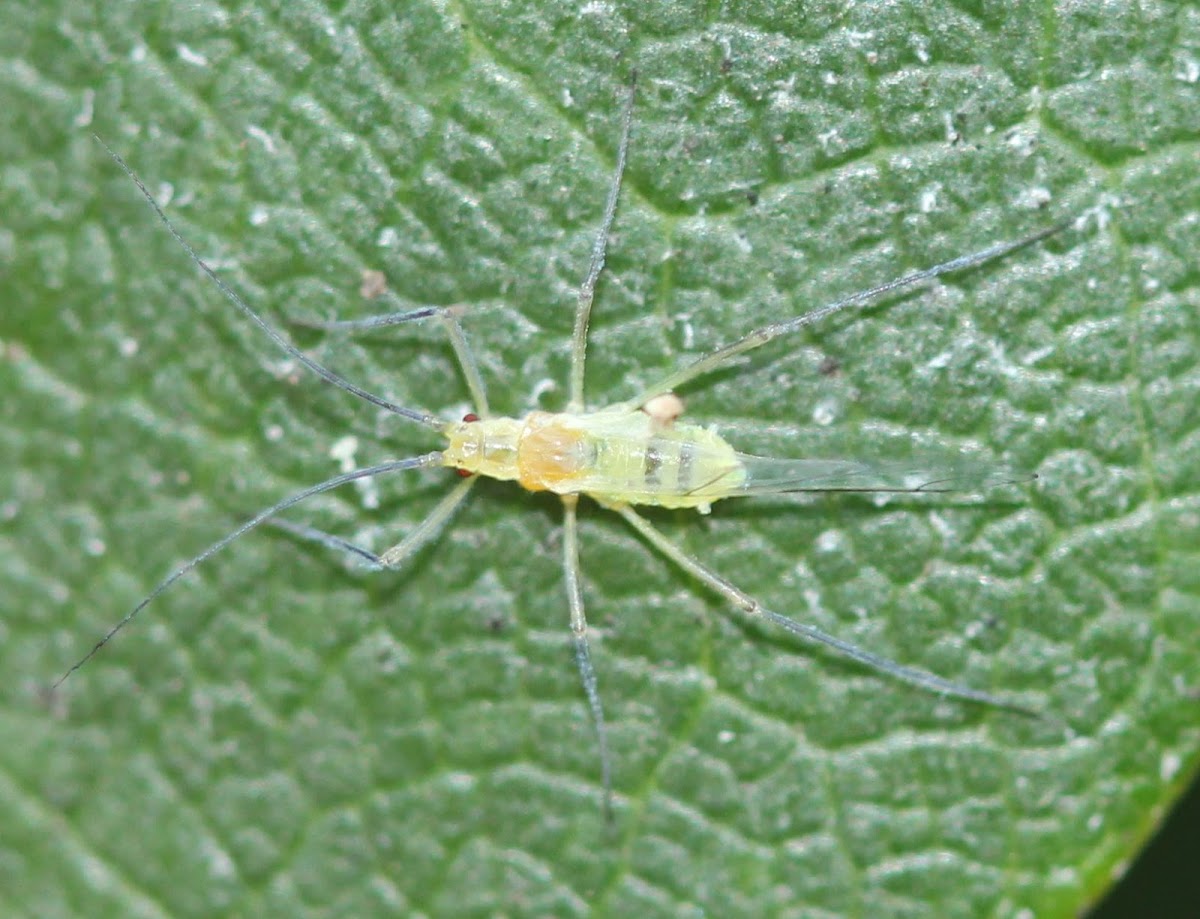 winged aphid