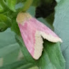 primrose moth