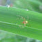 Cobweb Spider, male