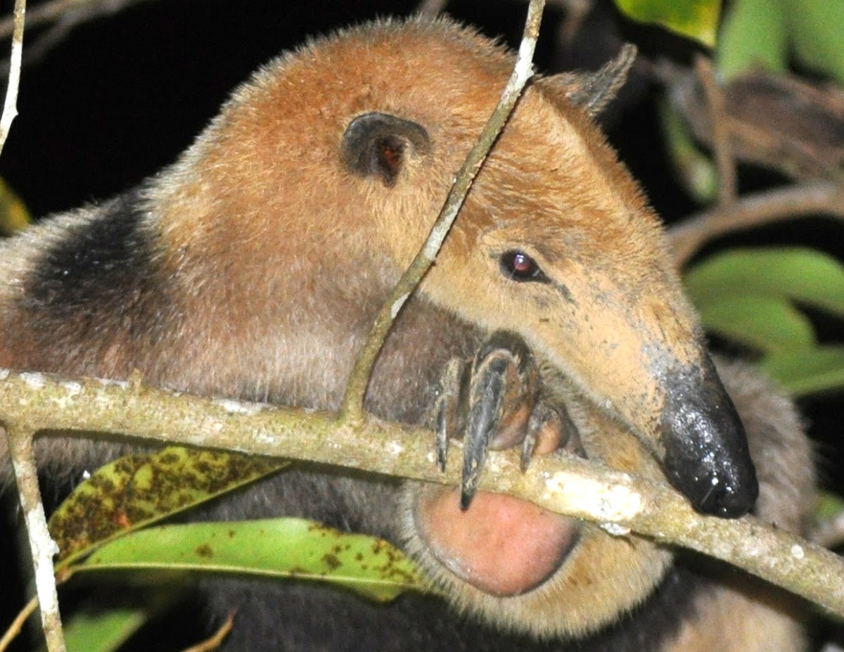 Northern Tamandua (Anteater)