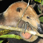 Northern Tamandua (Anteater)