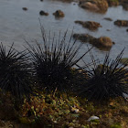 Longspin Urchin, Black