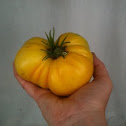 Azoychka tomato