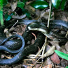 Black Rat Snake (Eastern Rat Snake), juvenile