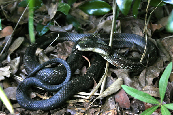 Black Rat Snake (Eastern Rat Snake), juvenile | Project Noah