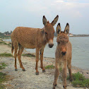 Feral donkeys