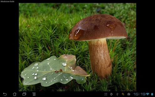 iMushroom Guide Free Screenshots 7