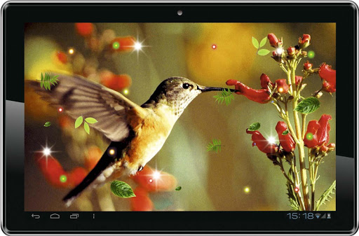 【免費個人化App】Cute Colibri HD live wallpaper-APP點子