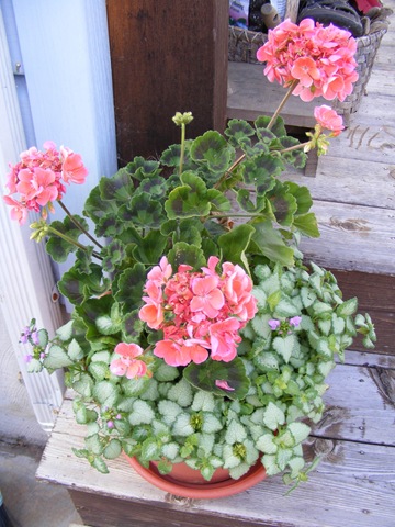 [June Day 4 Geraniums[7].jpg]