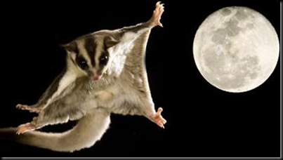 sugar-glider3_thumb%5B3%5D