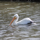 American white pelican