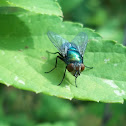 Blowfly