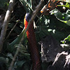Variable Coral Snake