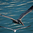 Brown Pelican