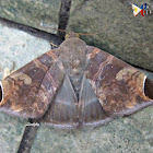 Moth