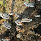 Turkey Tail Mushroom