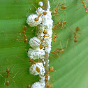 weaver ants (& scale insects)