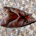 Red Noctuid Moth