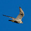 Peregrine Falcon