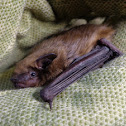 Big Brown Bat