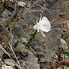 White Hoop-Petticoat Daffodil