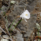 White Hoop-Petticoat Daffodil