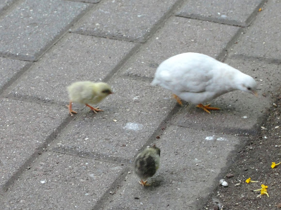 Button Quail | Project Noah