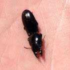 Big-headed Ground Beetle