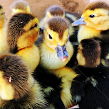 Ducklings 4 by Tamsin Carlisle -  