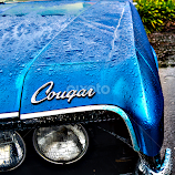 Cougar by Jeanne Knoch -  