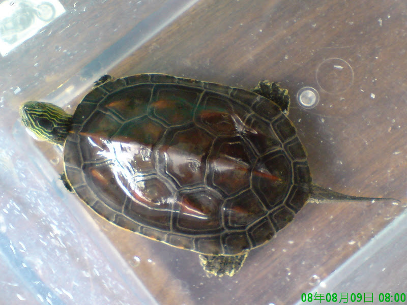 野生斑龜兩隻到我家 澤龜 水龜交流討論板