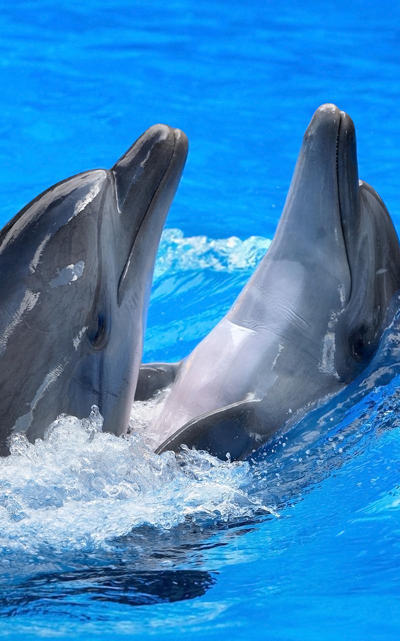 Dolphins Live Wallpaper Screen 3