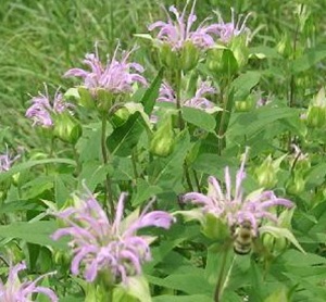 Monarda