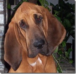 bloodhound101503a