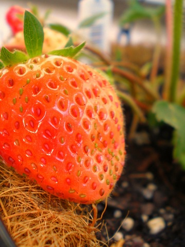 [BigStrawberry[2].jpg]