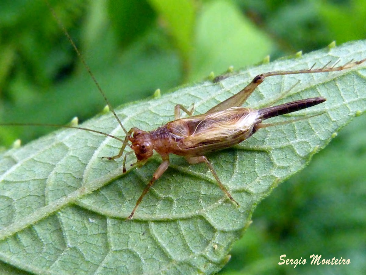 Grilo arborícola (Tree cricket)
