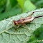 Grilo arborícola (Tree cricket)