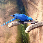 Arara azul grande. Hyacinth Macaw