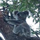 Koala